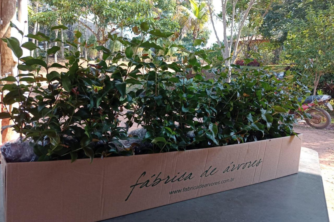 Design sem nome (19).png